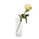 Bouquet of white roses